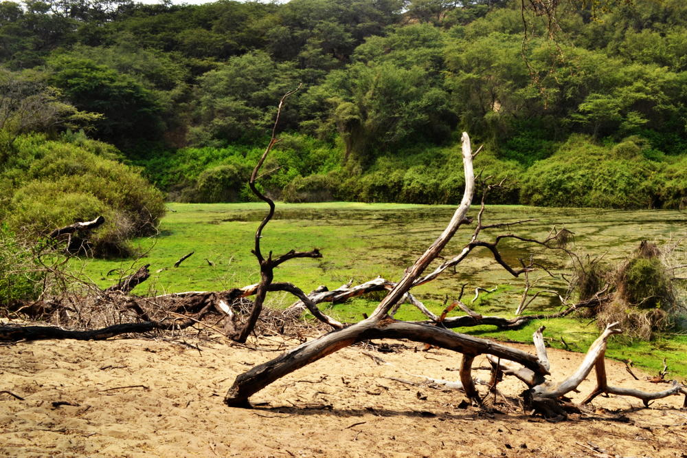 Tala ilegal en el bosque seco, La Libertad, Perú