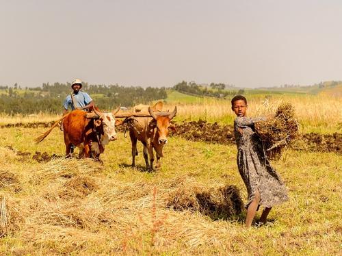 Agriculture in Ethiopia